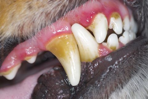 犬の歯石ケアの頻度