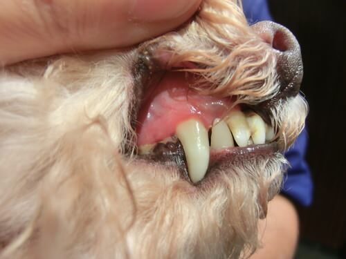 犬の歯石ケアの頻度