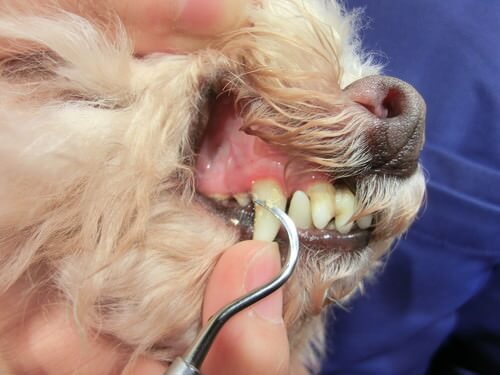 犬の歯石ケアの頻度