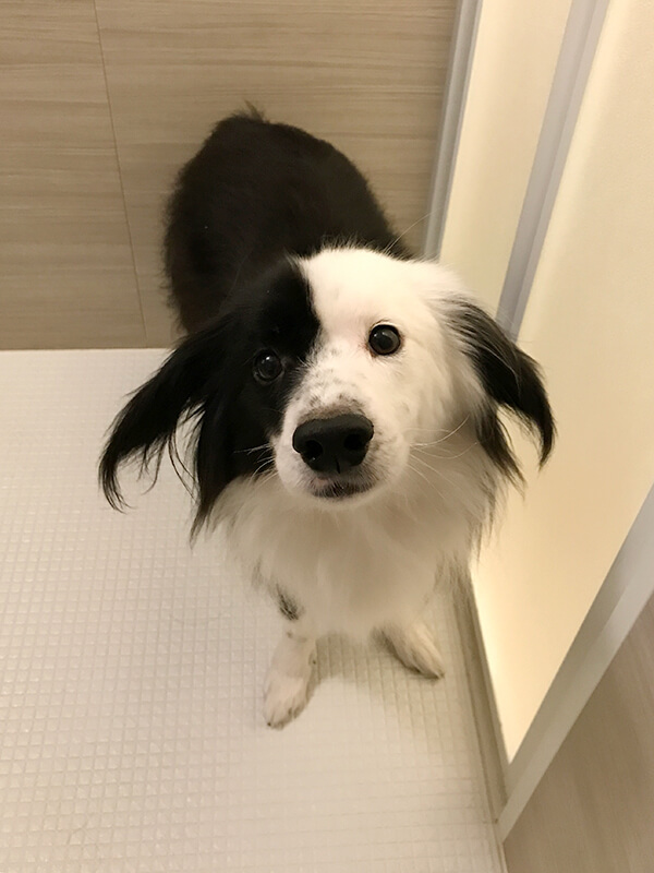 幸せになった保護犬