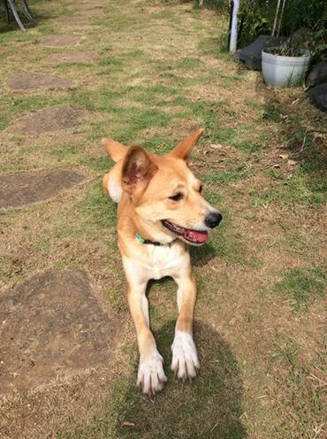 幸せになった保護犬