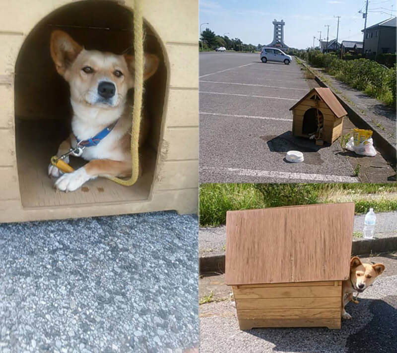 幸せになった保護犬