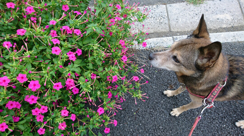幸せになった保護犬