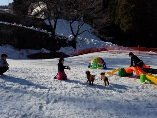 犬連れOKスキー場でみんなどうやって楽しむ
